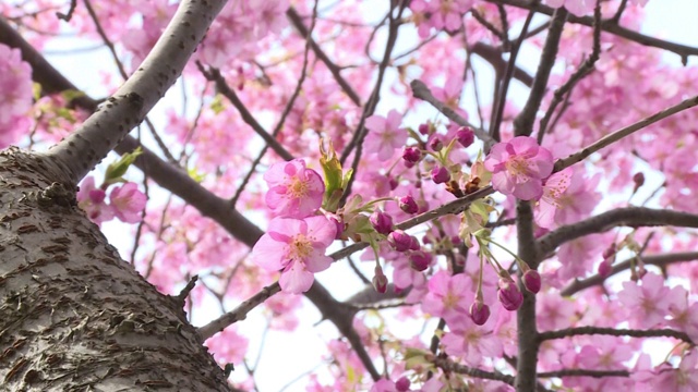 CU，盛开的kawazuzakura，日本视频素材