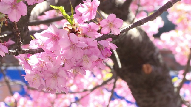 CU，盛开的kawazuzakura，日本视频素材