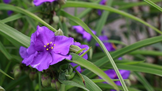 紫草原蜘蛛草(Tradescantia occidentalis)的花视频素材