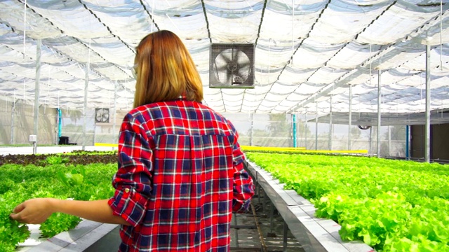 亚洲女农民漫步探索种植在农场的蔬菜。未来的蔬菜农场，没有转基因的新鲜清洁产品视频素材