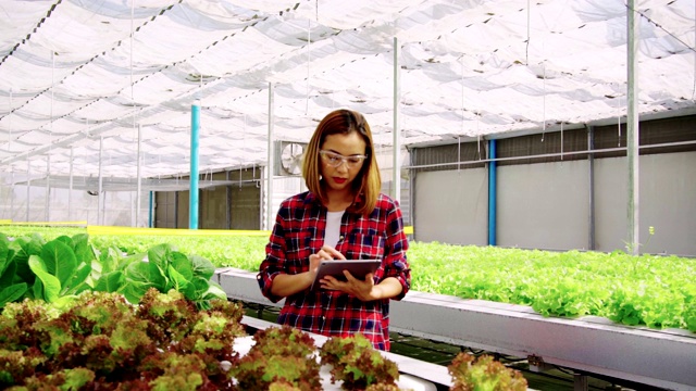 一名亚洲女性农民用平板电脑探索农场里种植的蔬菜。未来的蔬菜农场，没有转基因的新鲜清洁产品视频素材