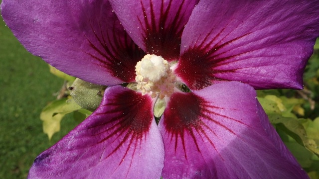 盛开的芙蓉花视频素材