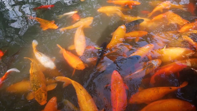 高角度拍摄一群大锦鲤在豫园池塘里觅食，4k镜头，鱼群拥挤。视频素材