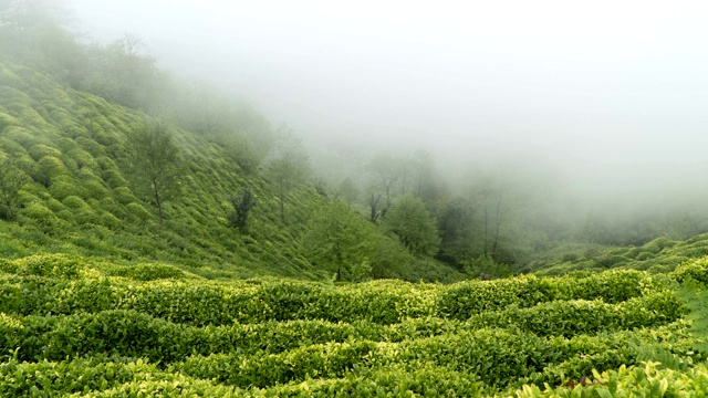 薄雾与茶树(全图)视频素材