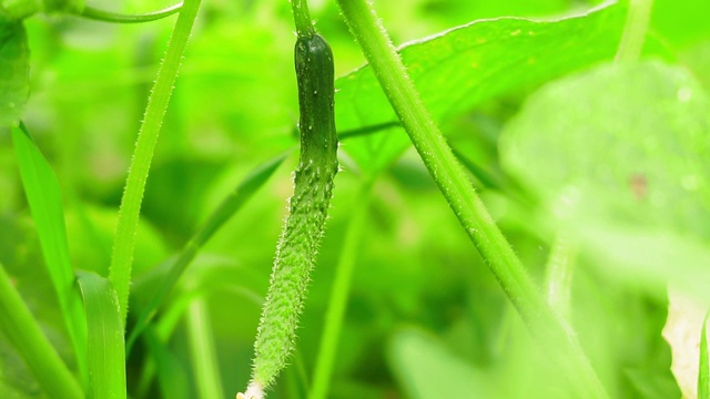 花园里长着黄瓜。有机黄瓜挂在枝头。在家里种黄瓜。视频素材