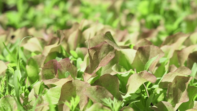 生菜近距离生长植物视频素材