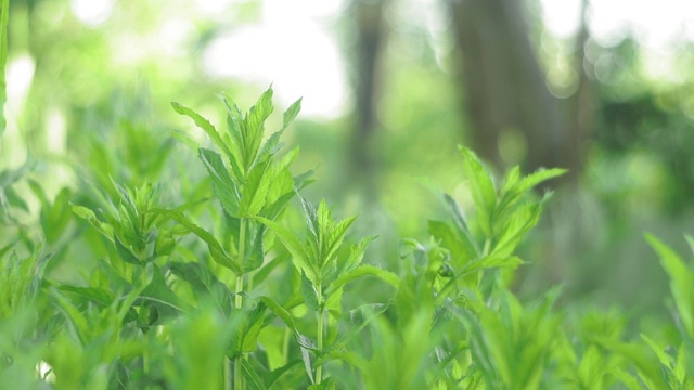 薄荷在自然的夏季背景。就地种植，随时可以加工和消费。视频素材