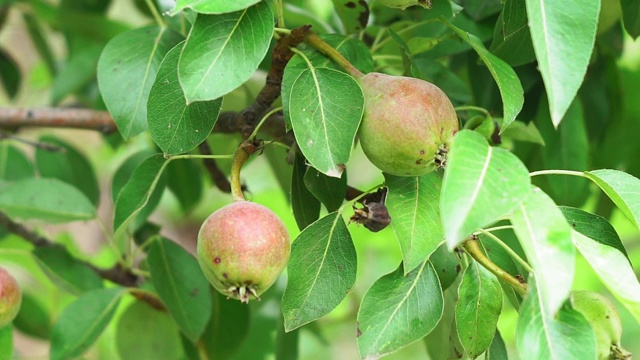 花园里一棵树上的梨子特写视频素材