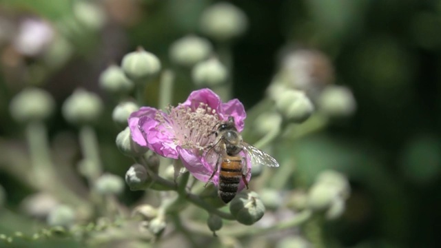 蜜蜂桑树花视频素材