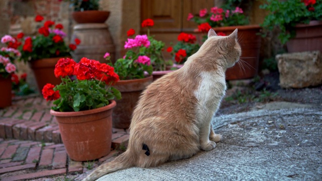 猫在房子前面视频素材