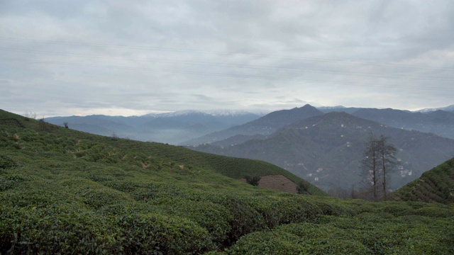 高原茶作物视频素材