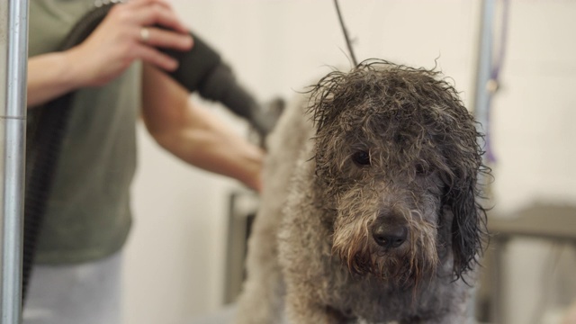 女宠物美容师吹干拉布拉多犬的毛发视频素材