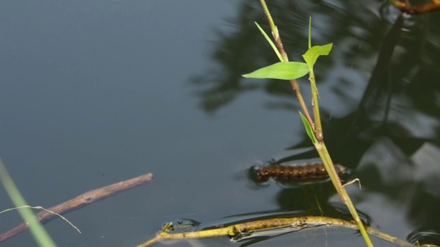 游泳卡特彼勒视频素材