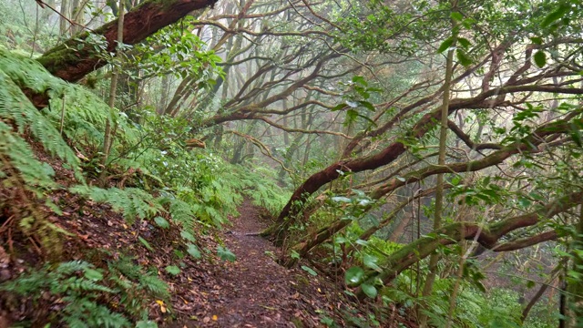 在西班牙特内里费岛的阿纳加乡村公园雨林中，步行穿过神奇的迷雾绿色森林。在加那利群岛上，雾中的蕨类灌木和旋转的树木。高质量拍摄，4K视频素材