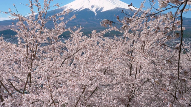 富士山上樱花盛开(向上倾斜)视频素材