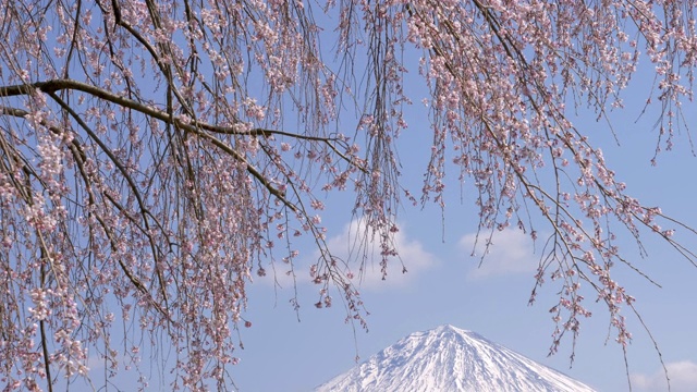 富士山和哭泣的樱花(倾斜)视频素材