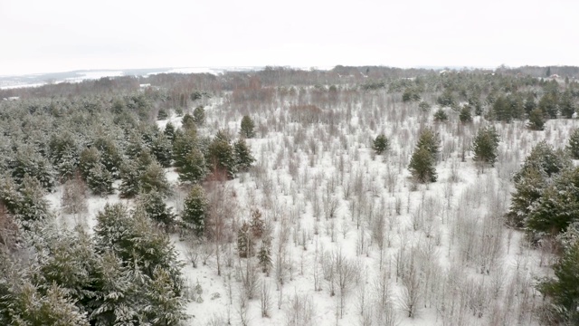 航拍视频，一架四轴飞行器在白雪覆盖的森林中飞行视频素材