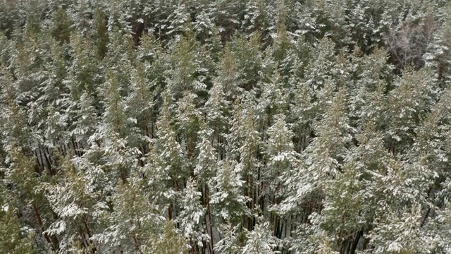 航拍视频，一架四轴飞行器在白雪覆盖的松林上空飞行视频素材