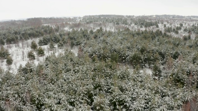 航拍视频，一架四轴飞行器在白雪覆盖的森林中飞行视频素材