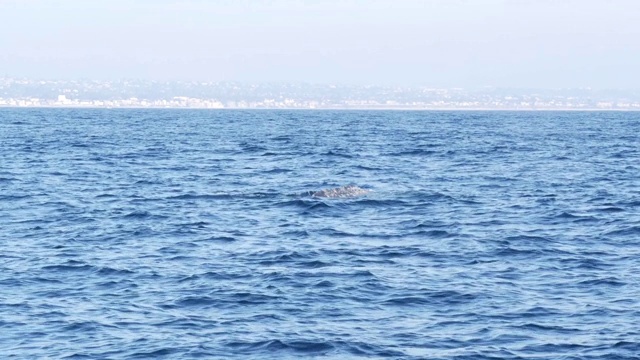 从灰鲸船在海洋中观赏鲸鱼之旅，美国加利福尼亚的海景。埃斯克里克修斯向南迁徙到太平洋沿岸冬季分娩的泻湖。海洋野生动物。视频素材