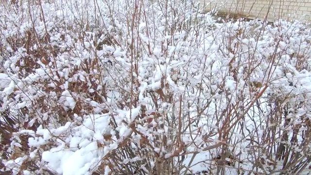 雪花飘落在灌木丛中视频素材