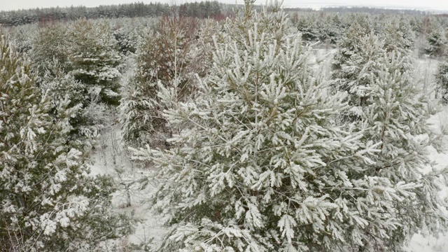 航拍视频，在冬季的松树森林里，摄像机垂直上升到一棵树枝被雪覆盖的松树上视频素材