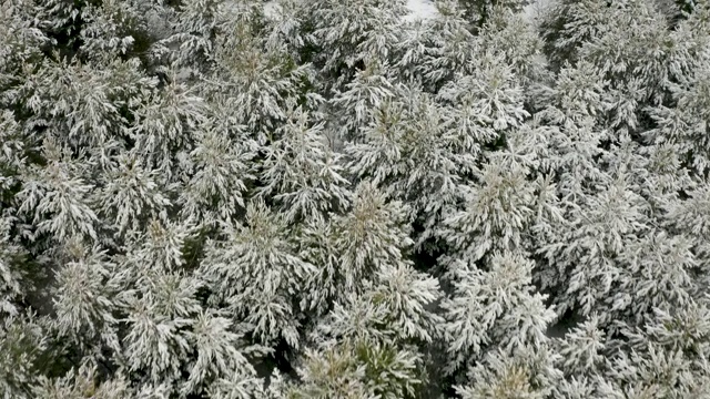 航拍视频，一架四轴飞行器在白雪覆盖的松林上空飞行视频素材