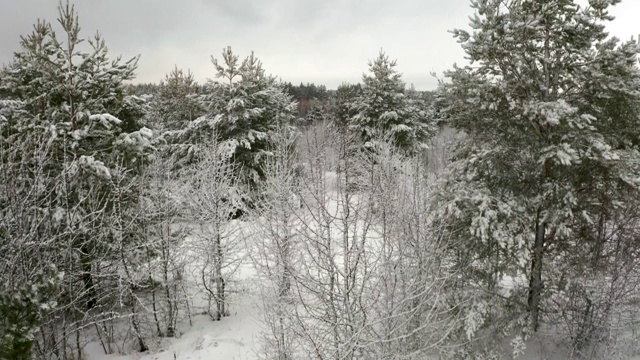 航拍视频，在一片幼小的松林里，一架四轴飞行器在白雪覆盖的松树之间飞行视频素材