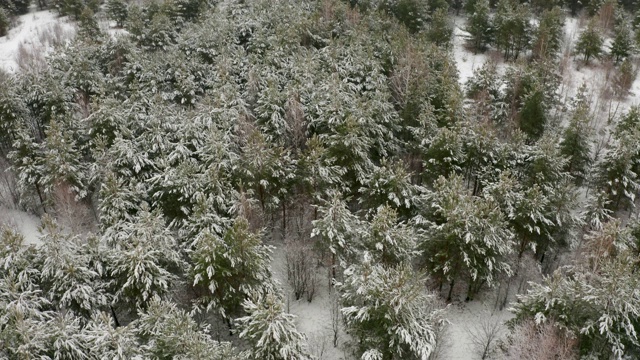 航拍视频，垂直全景，松树与冰雪覆盖的树枝在冬季松树森林视频素材