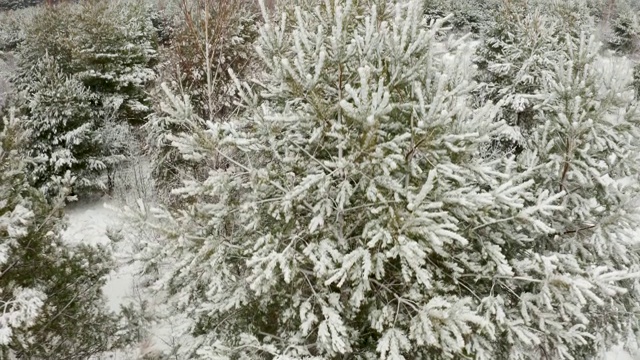 航拍视频，在冬季的松树森林里，摄像机垂直上升到一棵树枝被雪覆盖的松树上视频素材