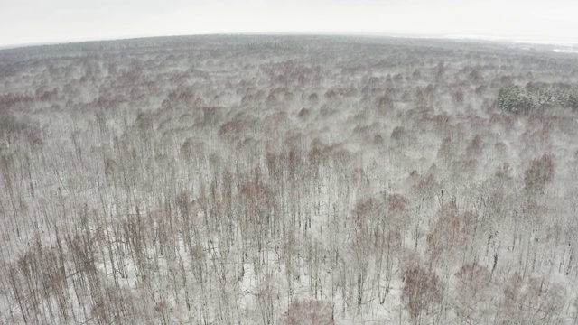 航拍视频，用四轴飞行器在一片落叶飞舞、树枝被雪覆盖的冬季森林上空飞行视频素材