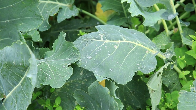 绿色菜花植物在花园里视频素材