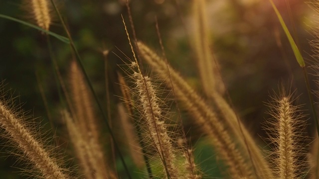 绿叶在阳光下显得格外突出。美丽自然的绿色阳光散景背景。视频素材