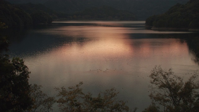 夕阳下湖面上的鸭子，映照着温暖平静的水面视频素材