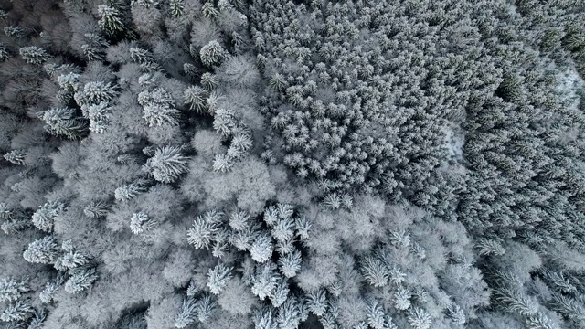 自然景观与积雪覆盖的树木混合。鸟瞰图从上到下的冬季森林。UHD视频素材