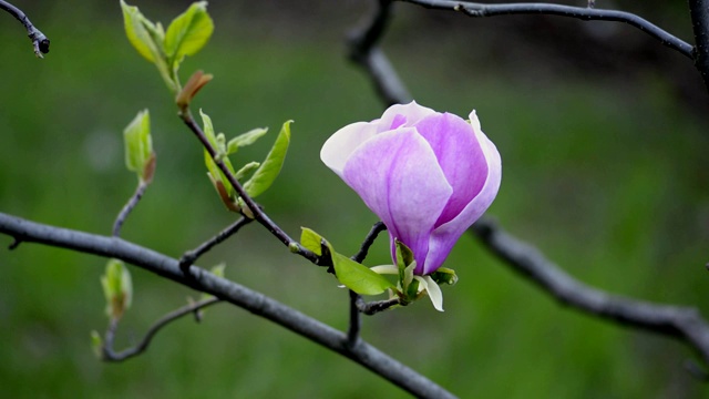 木兰在树枝上开花视频素材