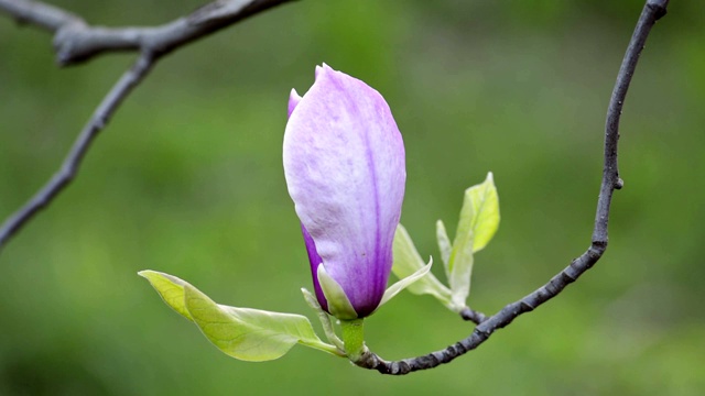 木兰在树枝上开花视频素材