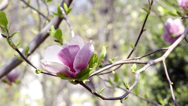 木兰在树枝上开花视频素材