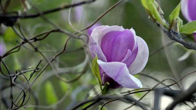 木兰在树枝上开花视频素材