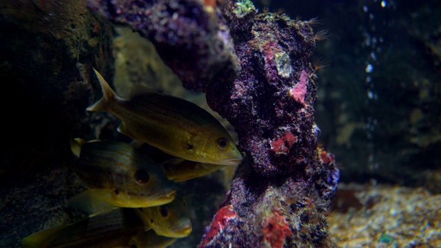 大海里的大鱼在水下潜水和游泳，气泡在背景上的运动，近距离观察海洋地面上的头鱼视频素材