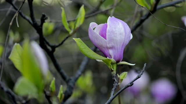 木兰在树枝上开花视频素材