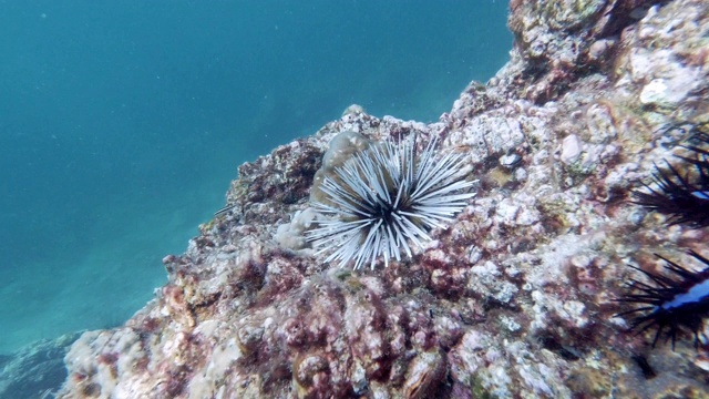 水下钻洞海胆(Echinometra mathaei)和刺冠海星(棘齿海星)视频素材