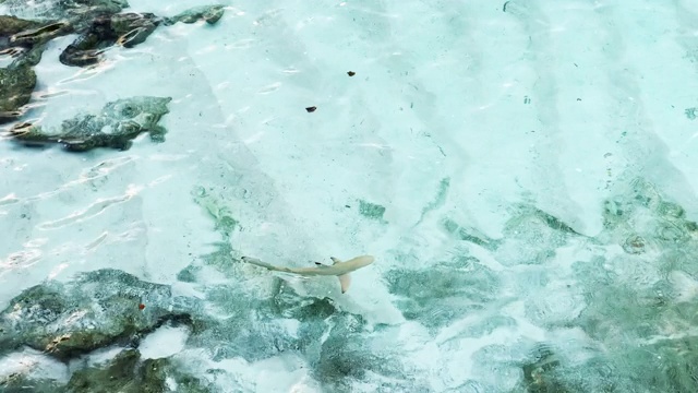 小鲨鱼(黑鳍礁鲨)在马尔代夫的浅水区视频素材