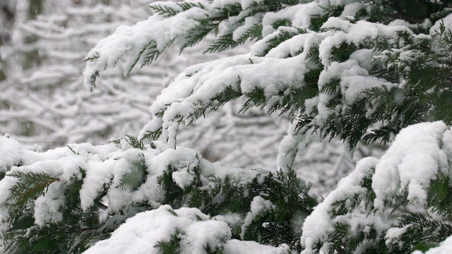 圣诞树慢镜头雪花飘落背景视频素材