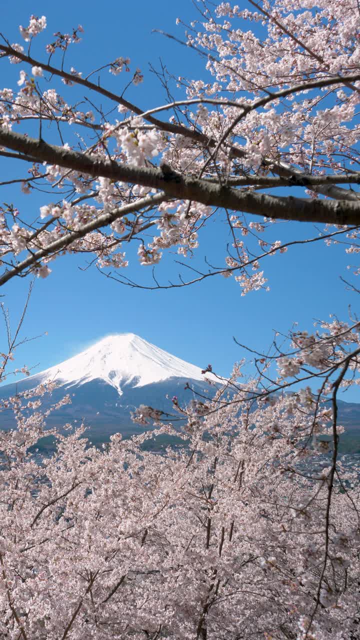 樱花环绕的富士山(垂直方向)视频素材