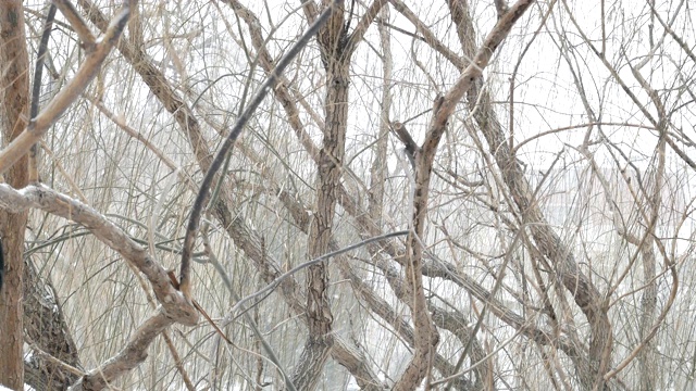 冬天，树林在寒冷的天气里下雪视频素材