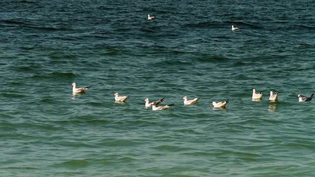 海鸥在海上漂浮视频素材