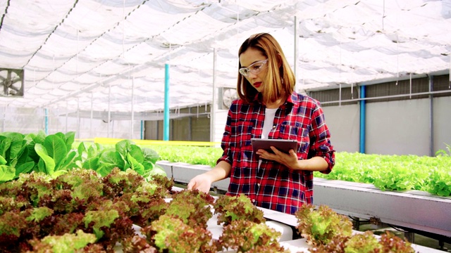 一名亚洲女性农民用平板电脑探索农场里种植的蔬菜。未来的蔬菜农场，没有转基因的新鲜清洁产品视频素材