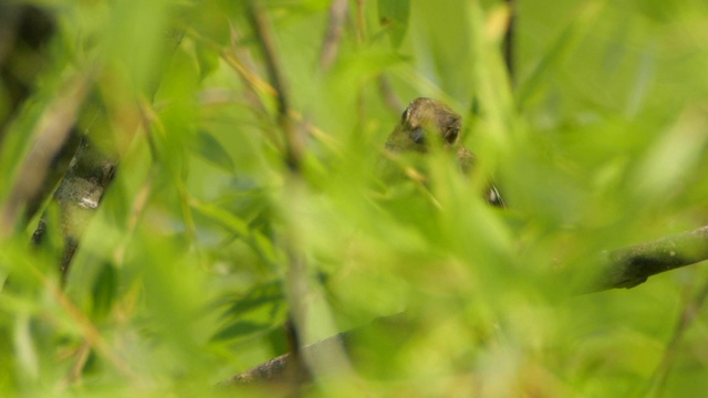 花斑捕蝇器（Muscicapa hypoleuca）视频素材