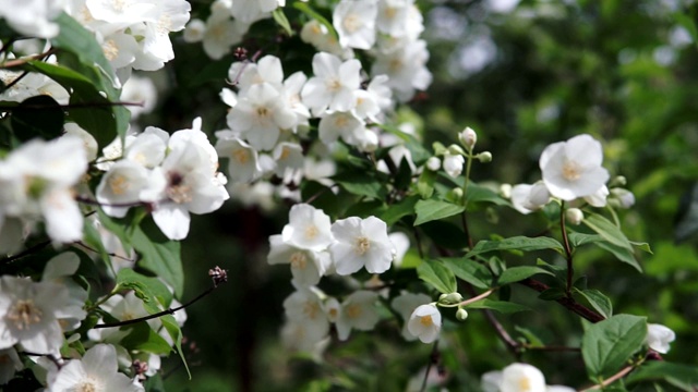 茉莉花枝容易在风中摆动。特写镜头。视频素材